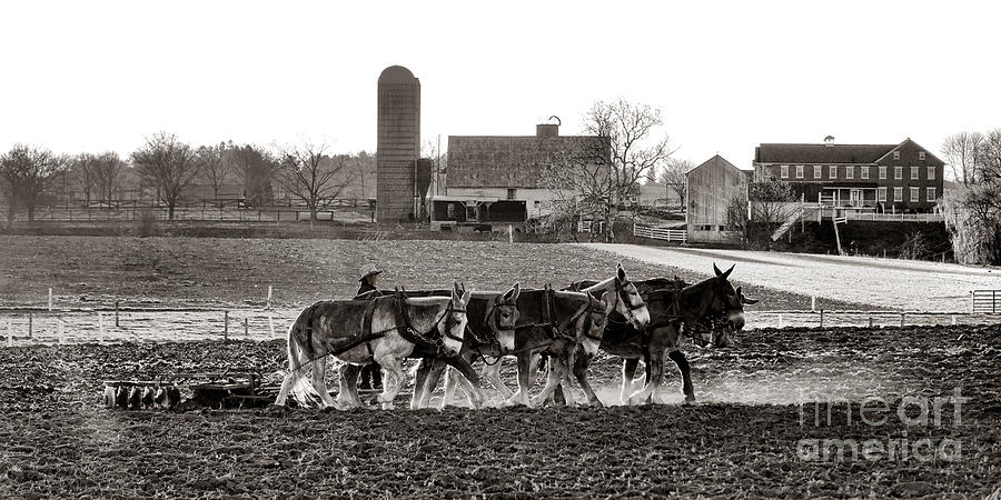 Amish Agriculture  Photograph by Olivier Le Queinec