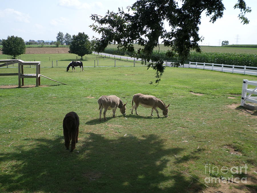 Amish Animals on a Farm Photograph by Christine Clark - Pixels