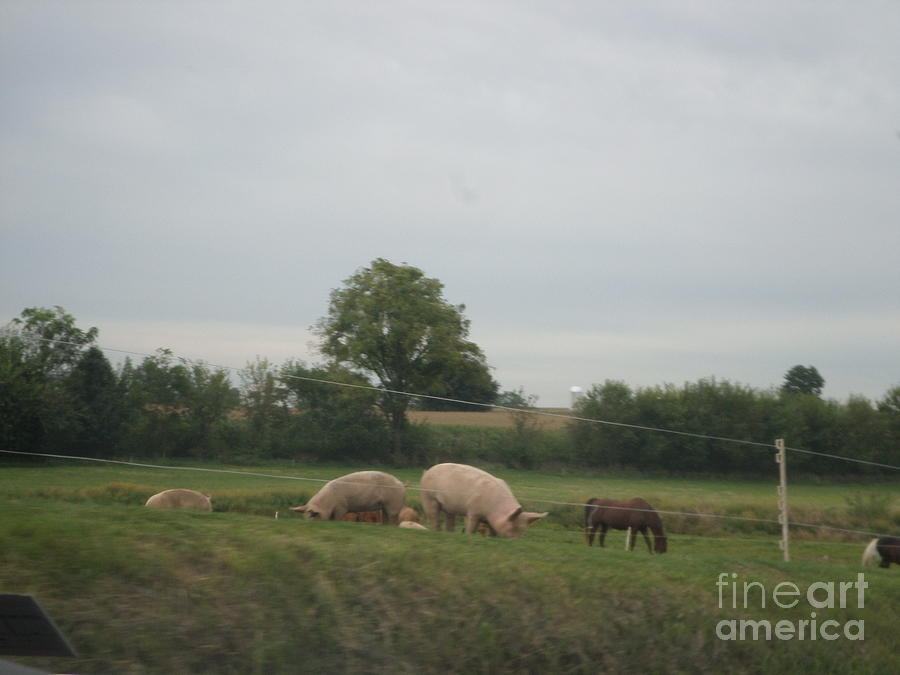 Amish Animals on the Farm Photograph by Christine Clark - Fine Art America