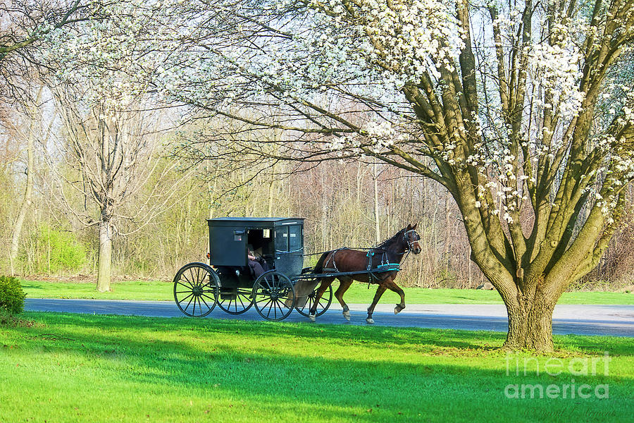 Amish Buggy and Flowering Tree Photograph by David Arment