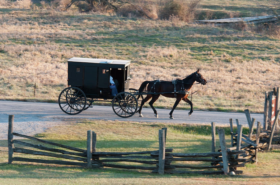 Amish Buggy and Split Rail Fence Photograph by David Arment - Fine Art ...