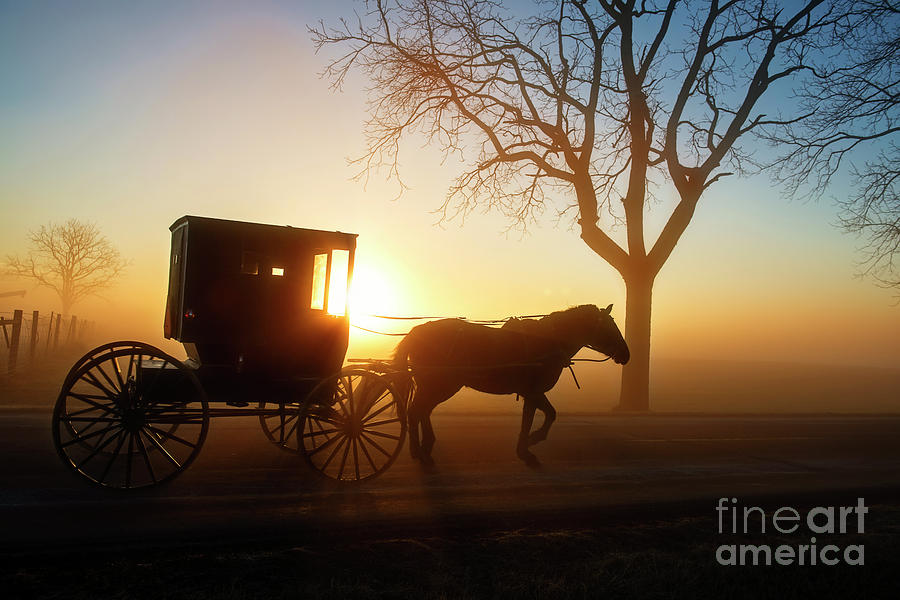 Amish Buggy at Dawn Old Horse Photograph by David Arment