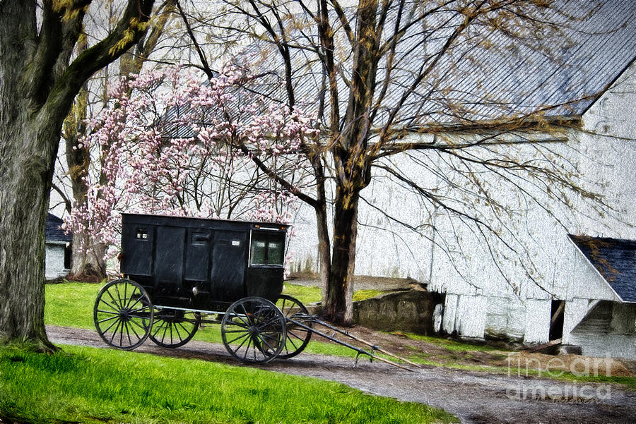Amish Buggy Flowering Tree Photograph by David Arment