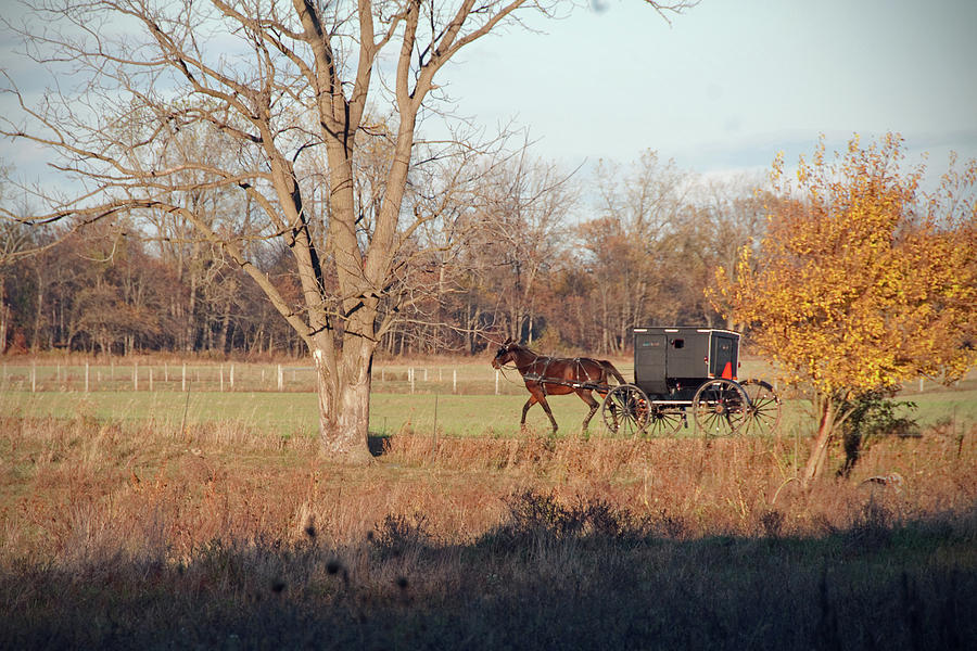 Amish  Buggy Late Fall Photograph by David Arment