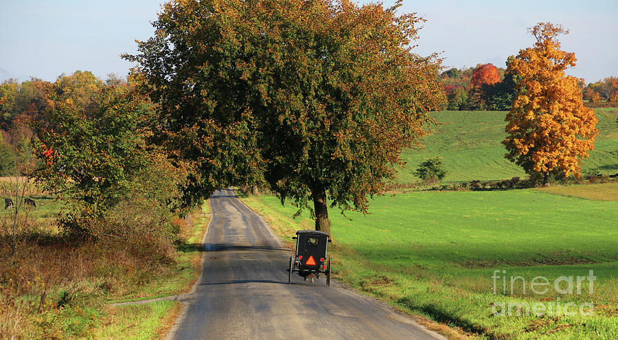Amish Buggy on Country Road 5835 Photograph by Jack Schultz