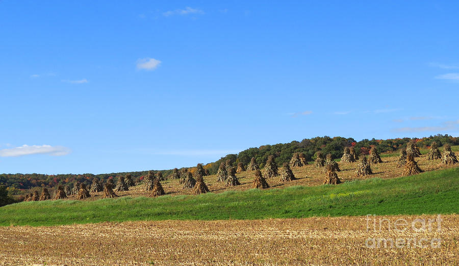 Amish Corn Field Photograph