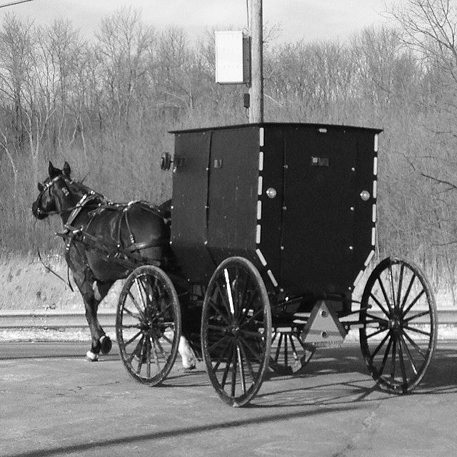 Horse Photograph - #amish #country #ohio #horse #buggy by Pete Michaud