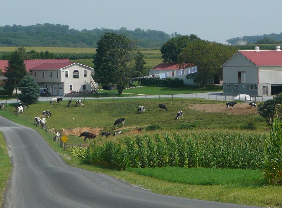 Cow Photograph - Amish Country Road by Lori Seaman