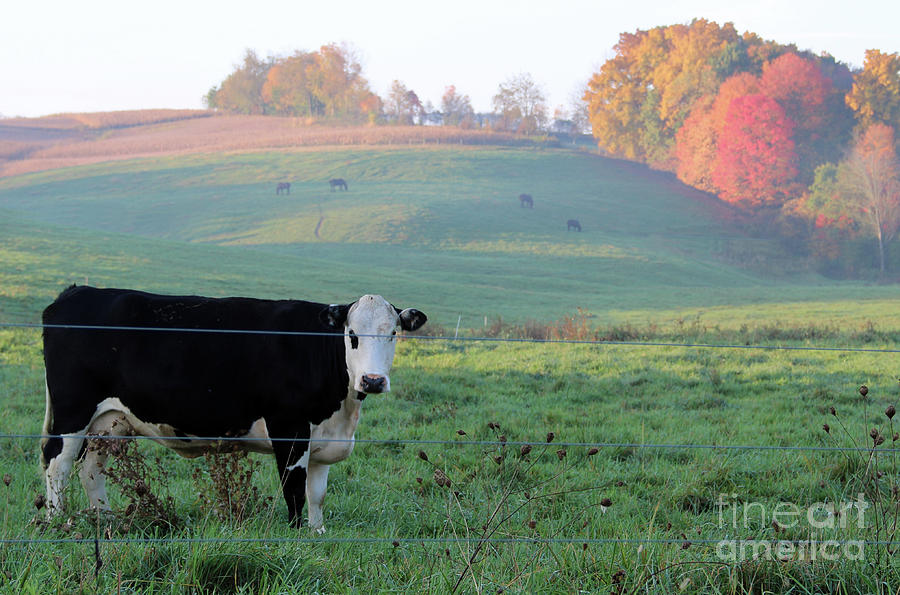 Amish Cow Early Morning  5788 Photograph by Jack Schultz