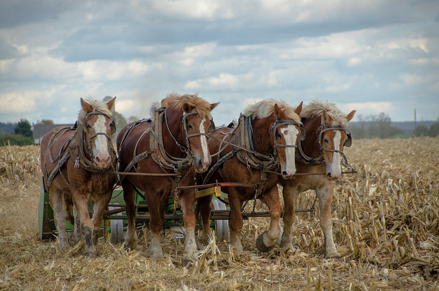 Amish Fall Harvest Photograph by Eleanor Bortnick