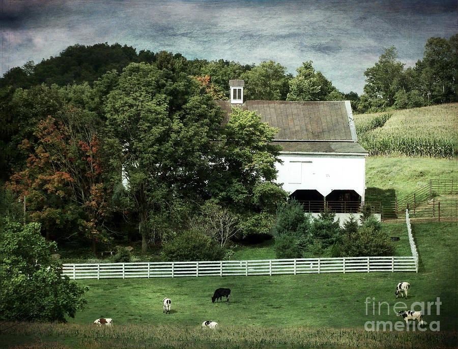 Cow Photograph - Amish Farm in the Fall with Textures by Gena Weiser