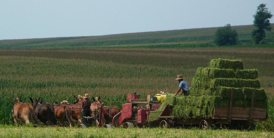 Amish Farm Photograph by Lori Seaman