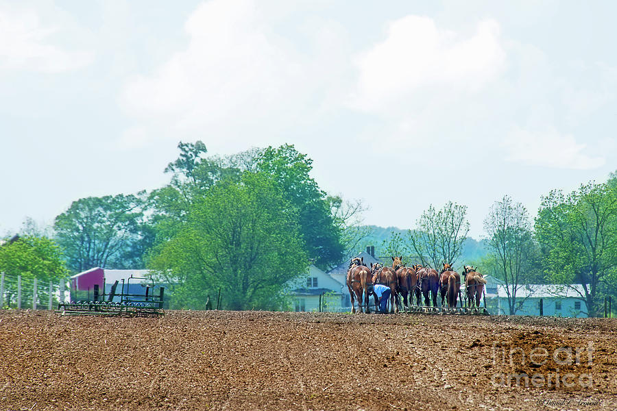 Amish Farmer and Horses in Field Photograph by David Arment
