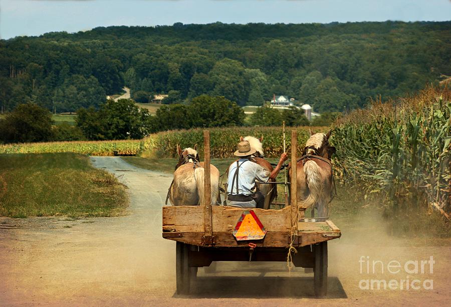 Amish Farmer Three Horses Photograph by Beth Ferris Sale