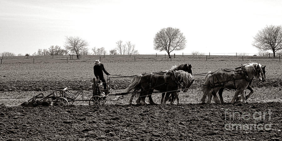 Horse Photograph - Amish Farming by Olivier Le Queinec