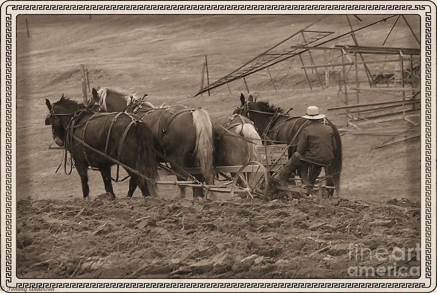 Amish Farming Photograph by Tommy Anderson