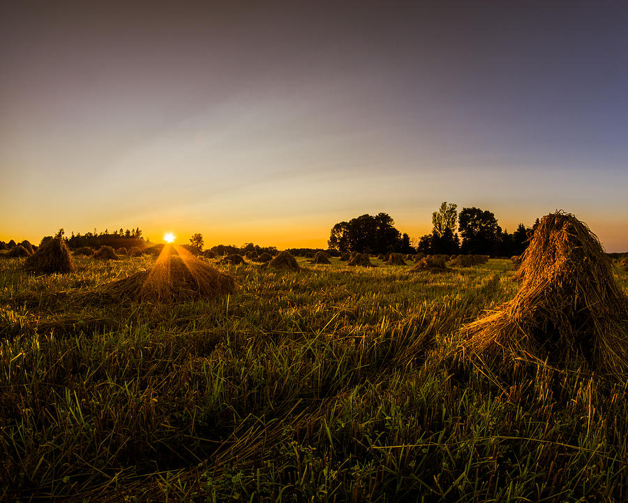 Amish Harvest Photograph by Chris Bordeleau