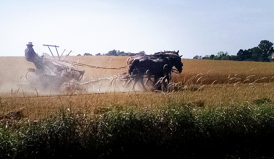 Amish Harvest Photograph by George Harth