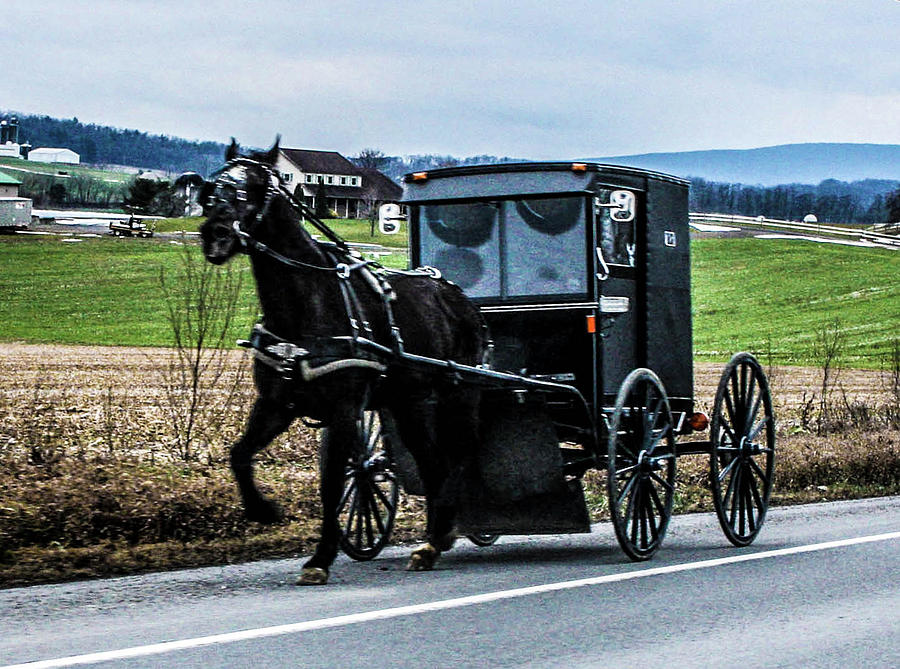 [Image: amish-horse-and-buggy-william-rogers.jpg]