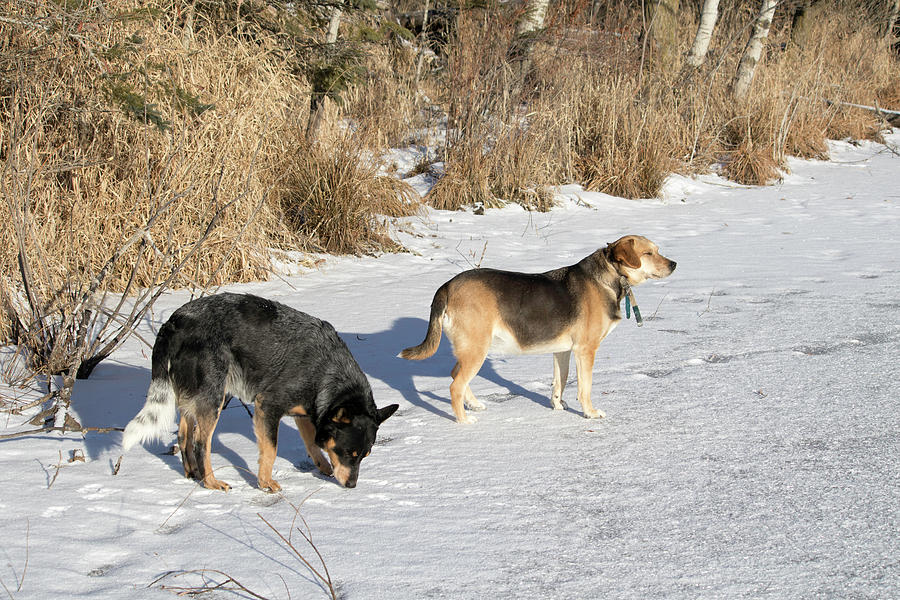 Amish Ice Harvest Dogs Photograph by Brook Burling