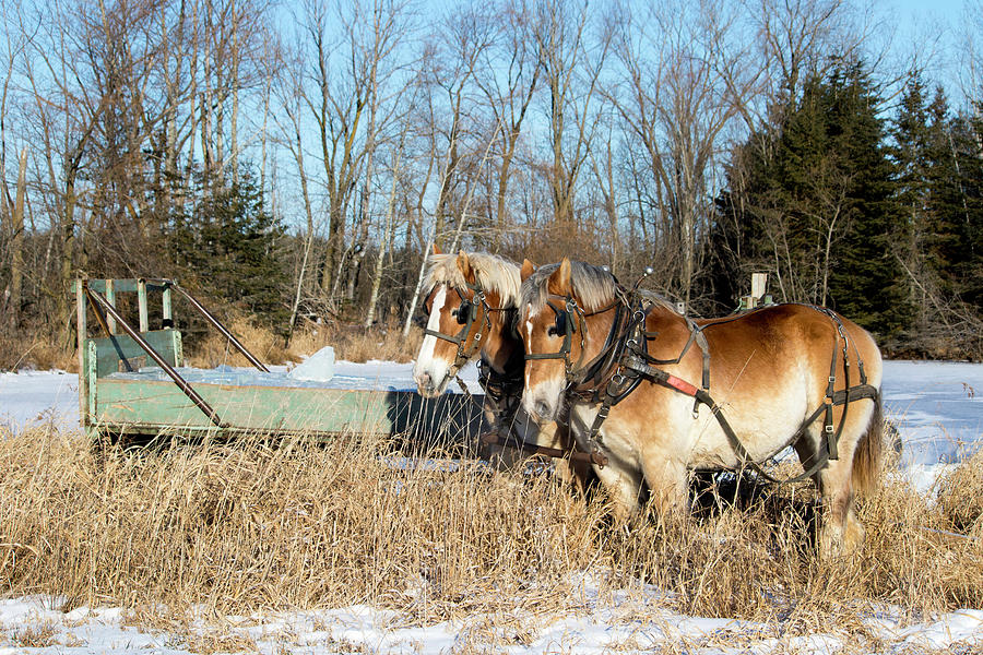 Amish Ice Harvest Horse and Wagon Photograph by Brook Burling