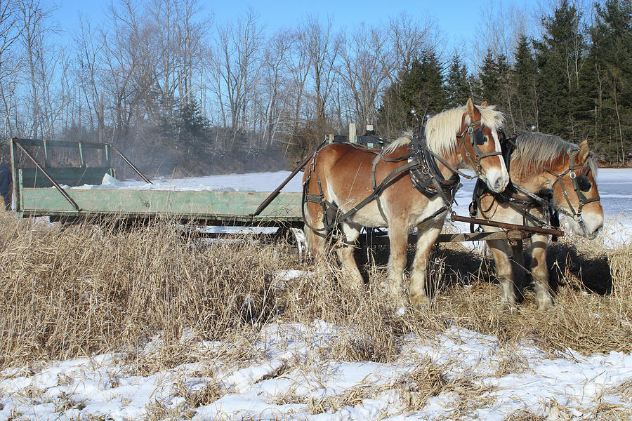 Amish Ice Harvest Horses Photograph by Brook Burling