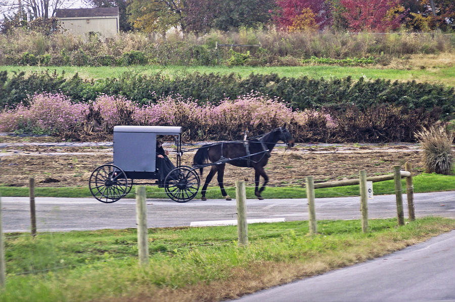 Amish in Chester County Photograph by Susan Maxwell Schmidt