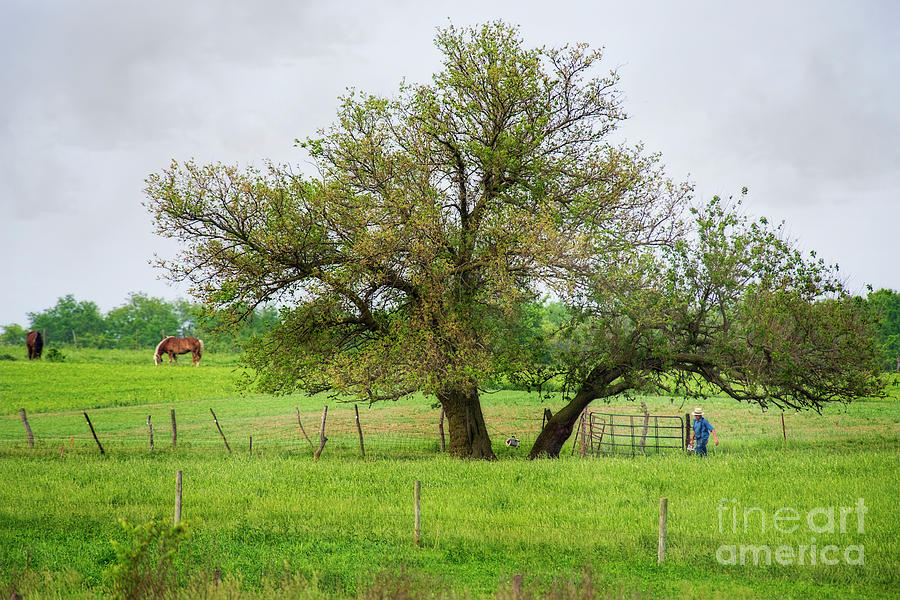 Amish Man and Tree Photograph by David Arment