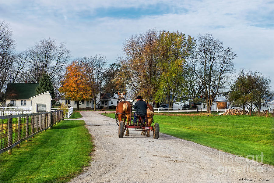 Amish Man and Work Horses Photograph by David Arment