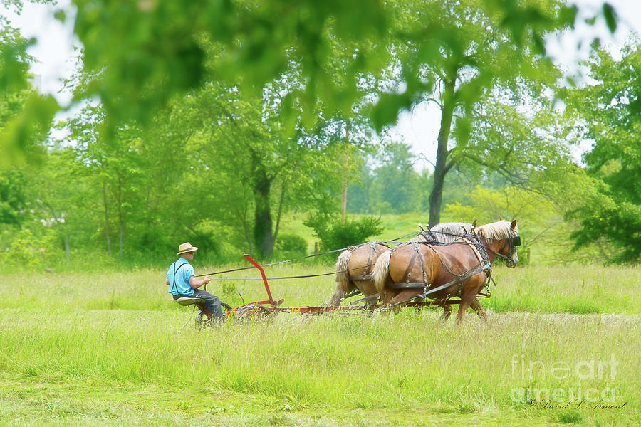 Amish Man Mowing Hay Photograph by David Arment