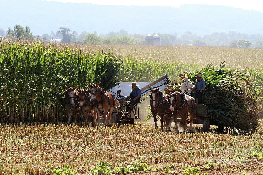 Amish Men Harvesting Corn by Steven Frame Amish Men Harvesting Corn by Steven Frame