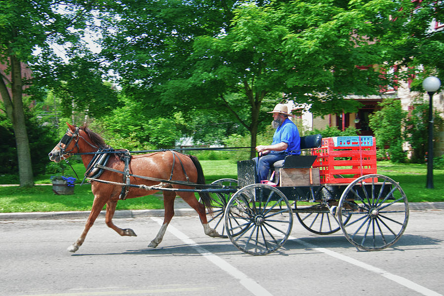 Horse Photograph - Amish Merchant 5671 by Guy Whiteley
