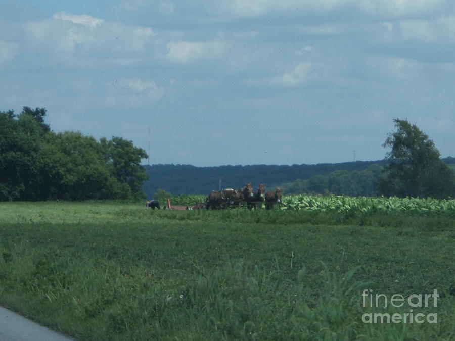 Amish Planting Season Photograph by Christine Clark