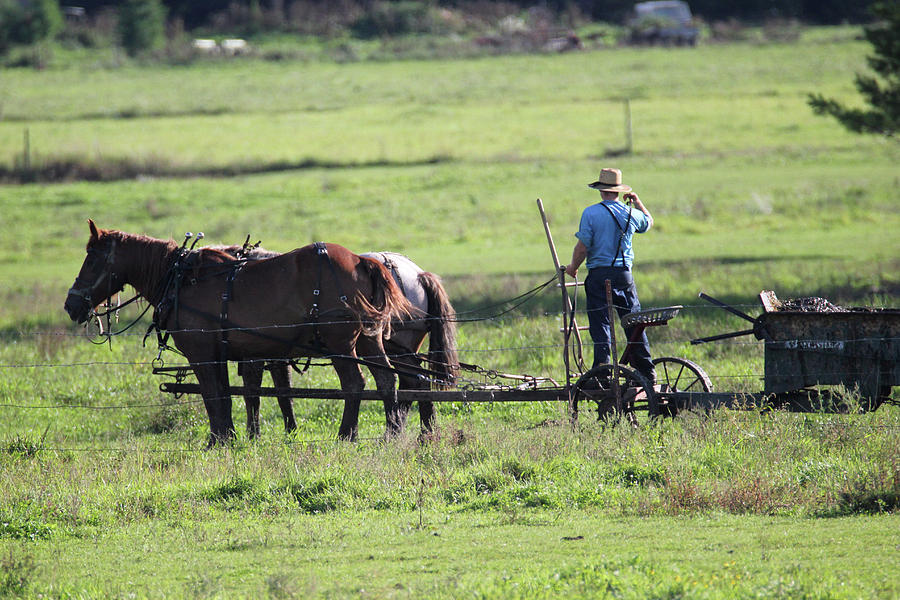 Amish Spreading Manure  Photograph by Brook Burling