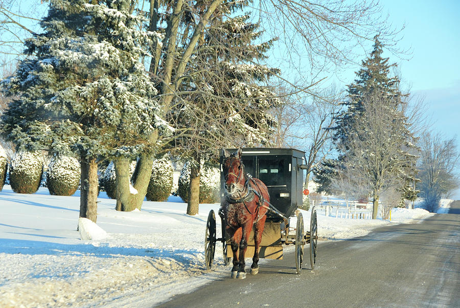 Amish Winter Photograph by David Arment