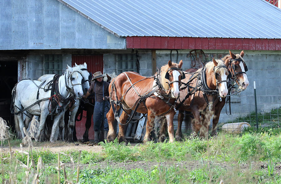 Amish Working Horses 2 Photograph by Brook Burling
