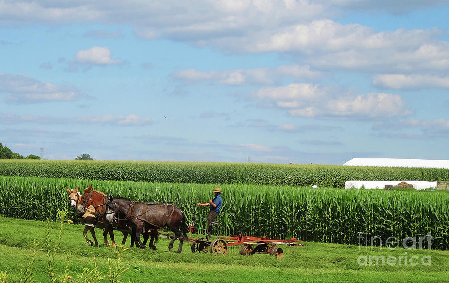 Amishman Raking Hay Photograph by Eunice Warfel