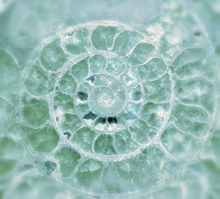 Ammonite Emerald Green Photograph by Gigi Ebert