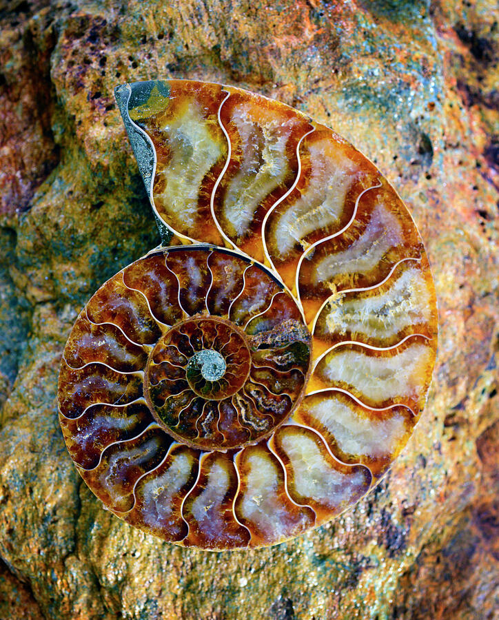 Ammonite Fossil - 5062-2 Photograph by Paul W Faust - Impressions of ...