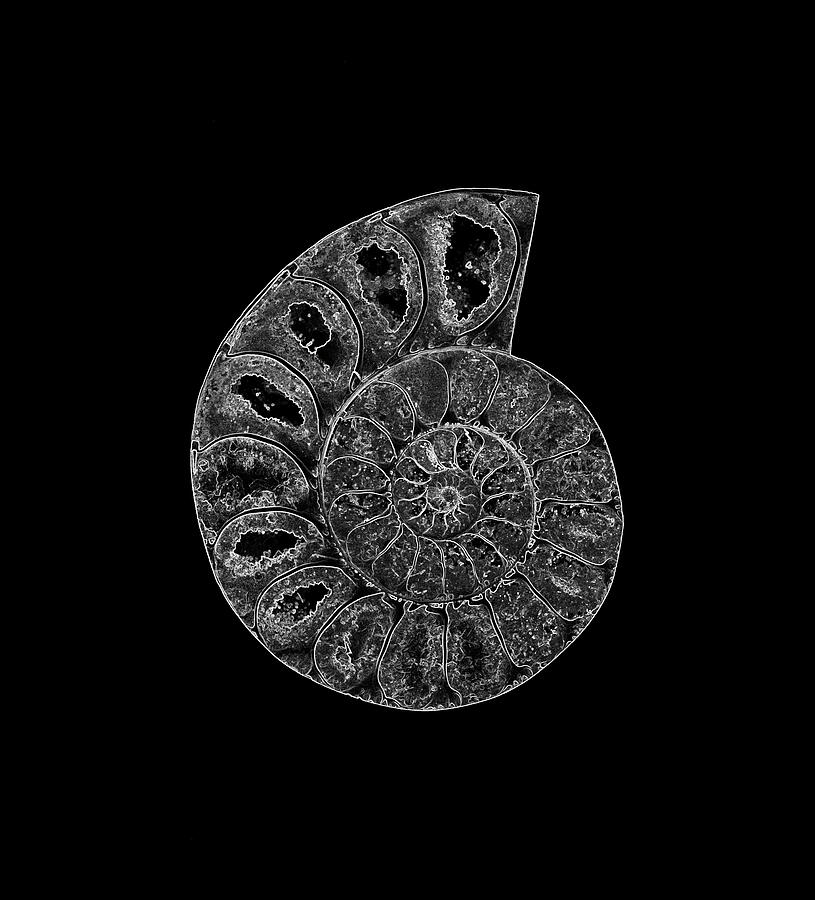 Ammonite Fossil - 8306-b2 Photograph by Paul W Faust - Impressions of Light