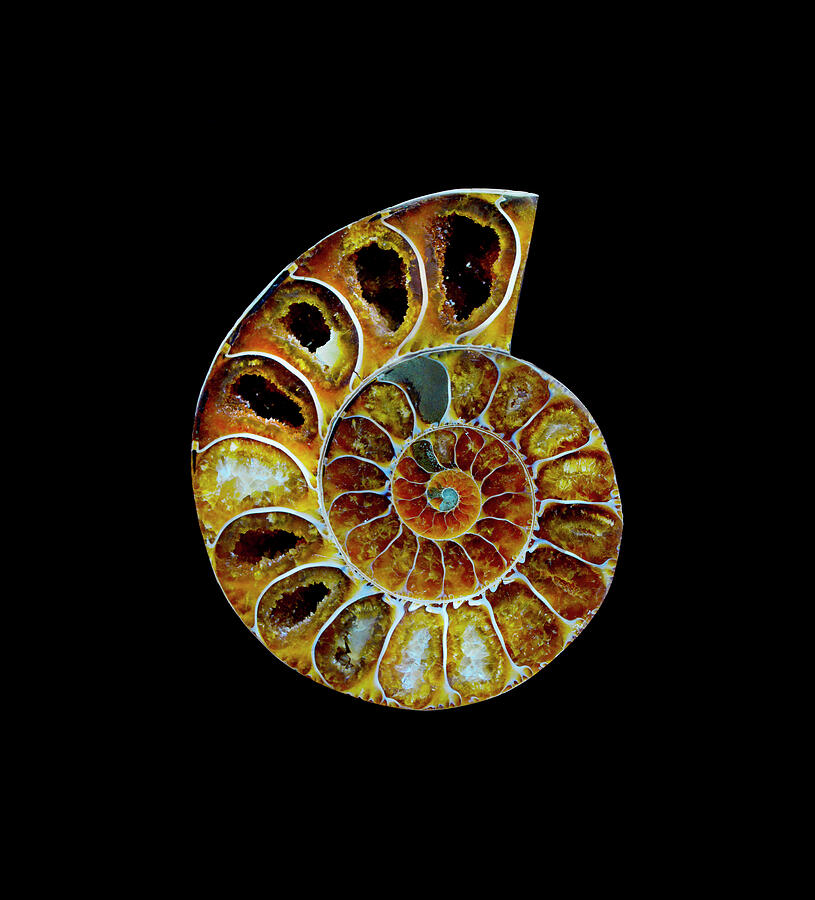 Ammonite Fossil - 8306-2 Photograph by Paul W Faust - Impressions of Light