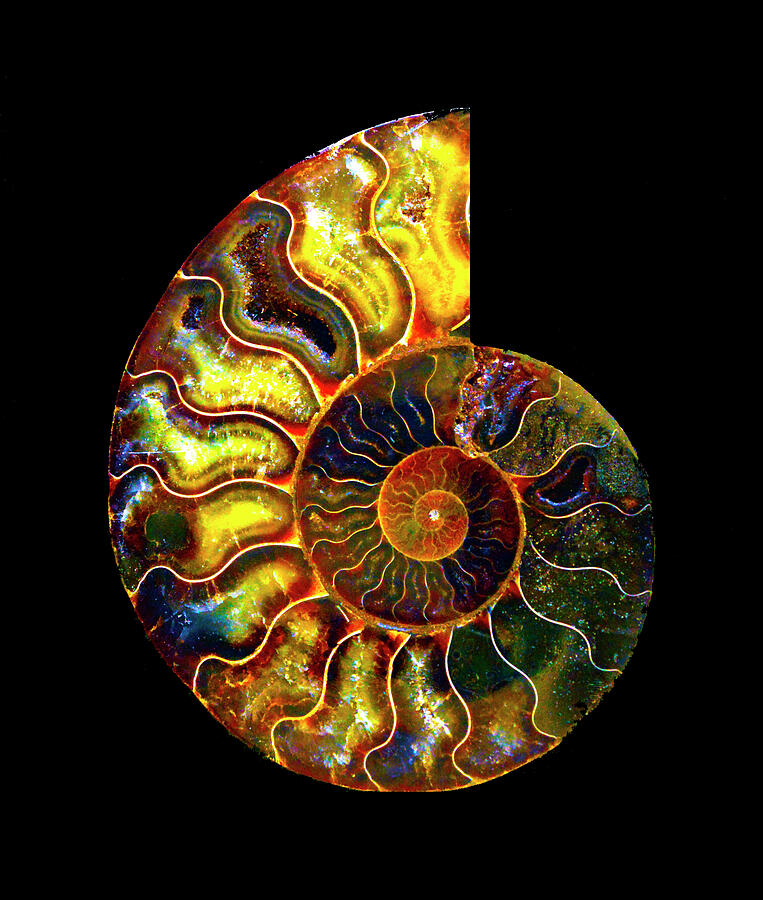 Ammonite Fossil - triptych-1 Photograph by Paul W Faust - Impressions of Light