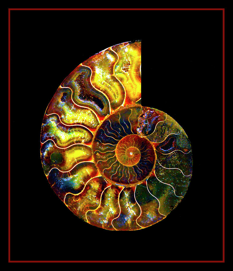 Ammonite Fossil - 5071-3 Photograph by Paul W Faust - Impressions of Light