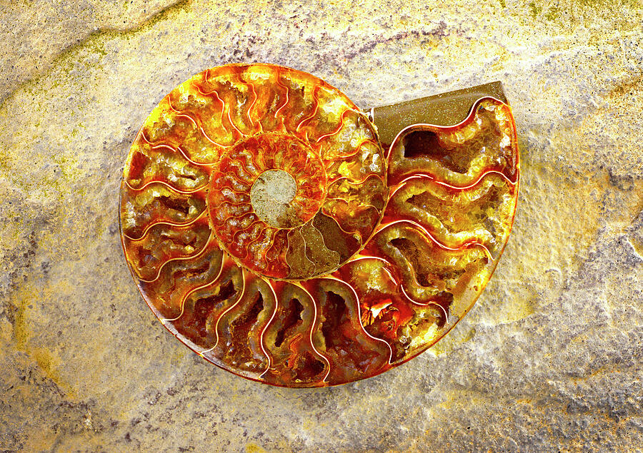 Ammonite Fossil - Graphic Photograph by Paul W Faust - Impressions of Light