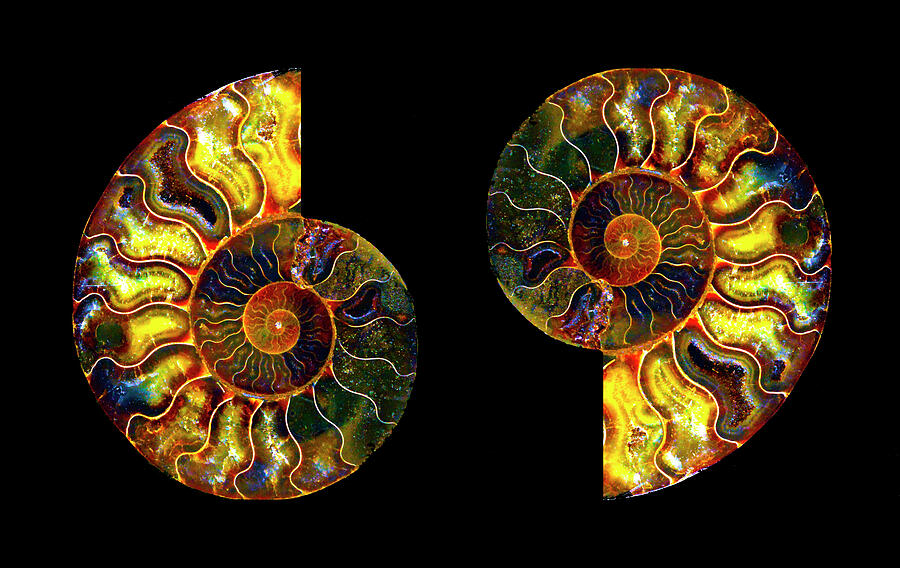 Ammonite Fossil - triptych-2 Photograph by Paul W Faust - Impressions of Light