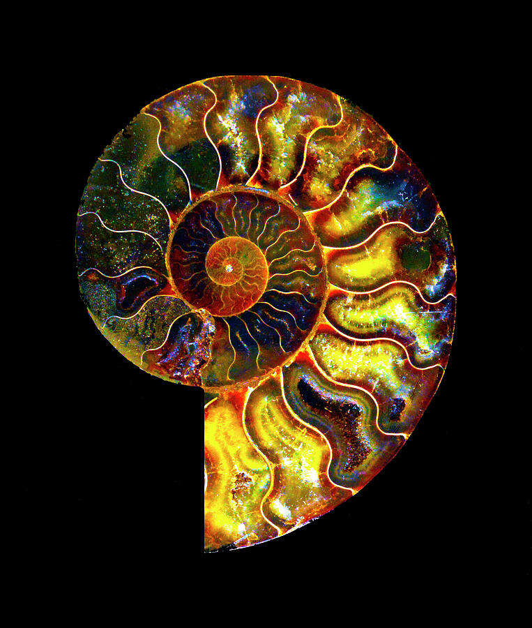 Ammonite Fossil - triptych-3 Photograph by Paul W Faust - Impressions of Light