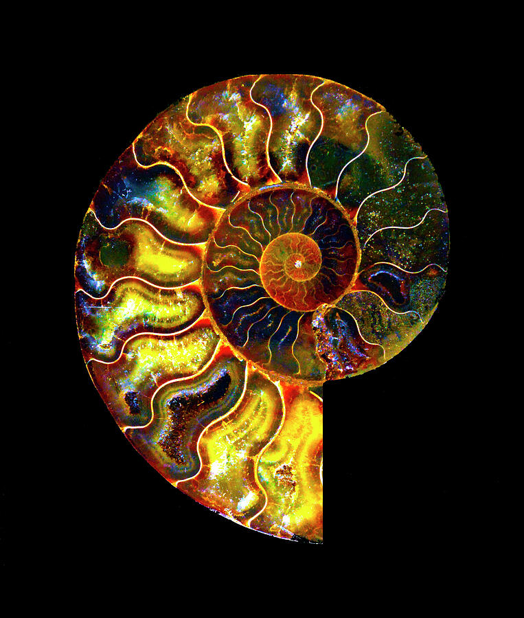 Ammonite Fossil - triptych-4 Photograph by Paul W Faust - Impressions of Light