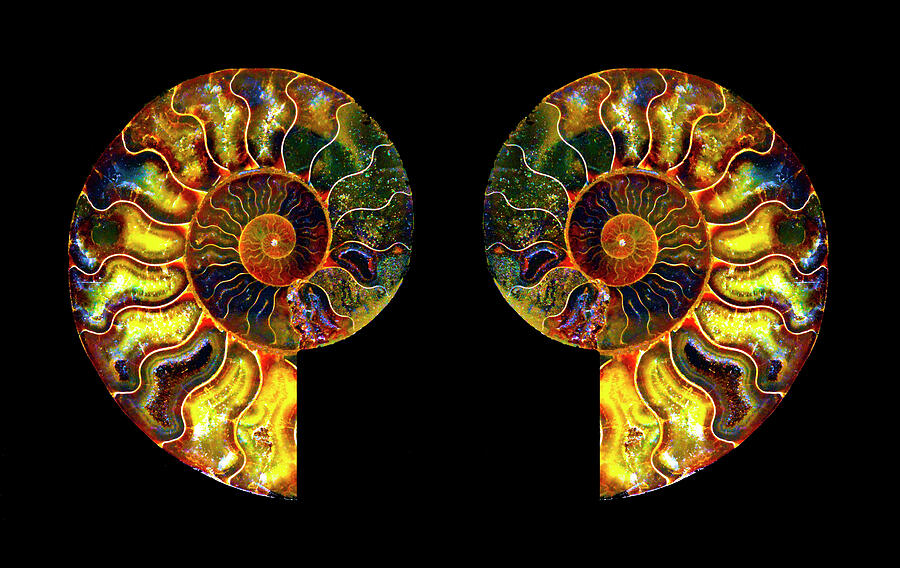 Ammonite Fossil - Triptych-5 Photograph by Paul W Faust - Impressions of Light