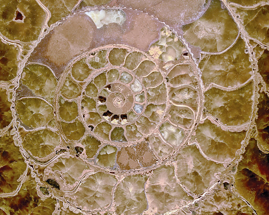 Ammonite Photograph by Gigi Ebert