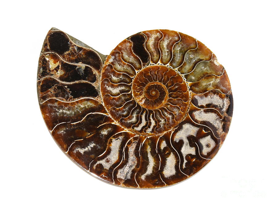 Ammonite Photograph